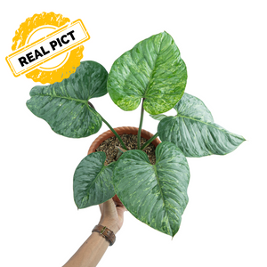 PHILODENDRON SODIROI VARIEGATED - REAL PICT R1
