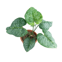 PHILODENDRON SODIROI VARIEGATED - REAL PICT R1